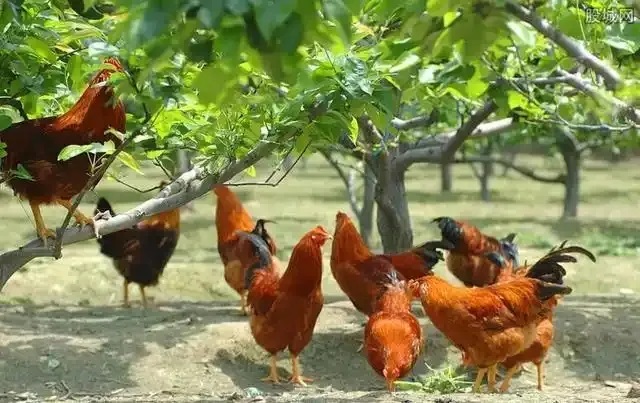 抓住這個風(fēng)口，青龍帶你在農(nóng)村年入20萬不是夢！